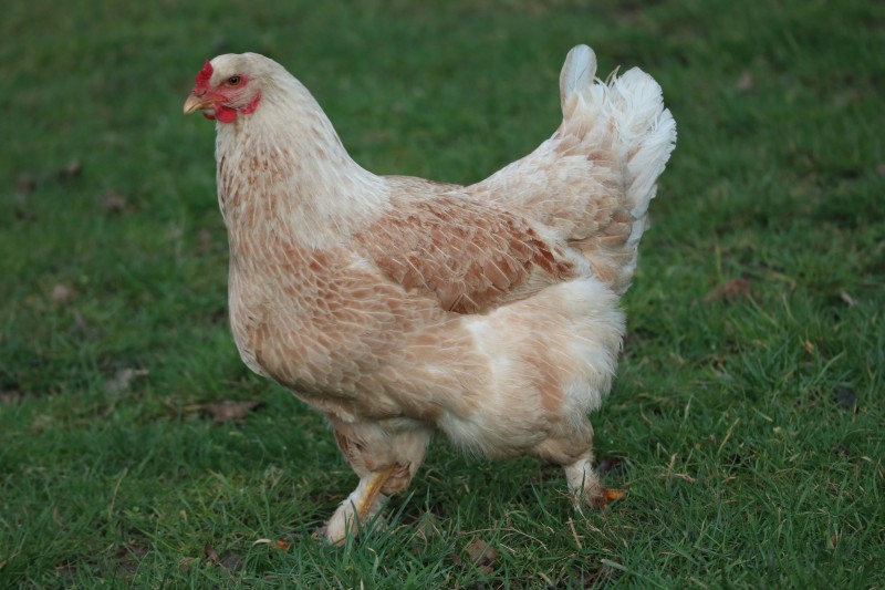 huhn